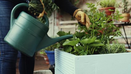 Sécheresse : peut-on arroser son jardin avec les restrictions d'eau ?