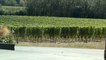Kent's vineyards flourishing during summer heatwave