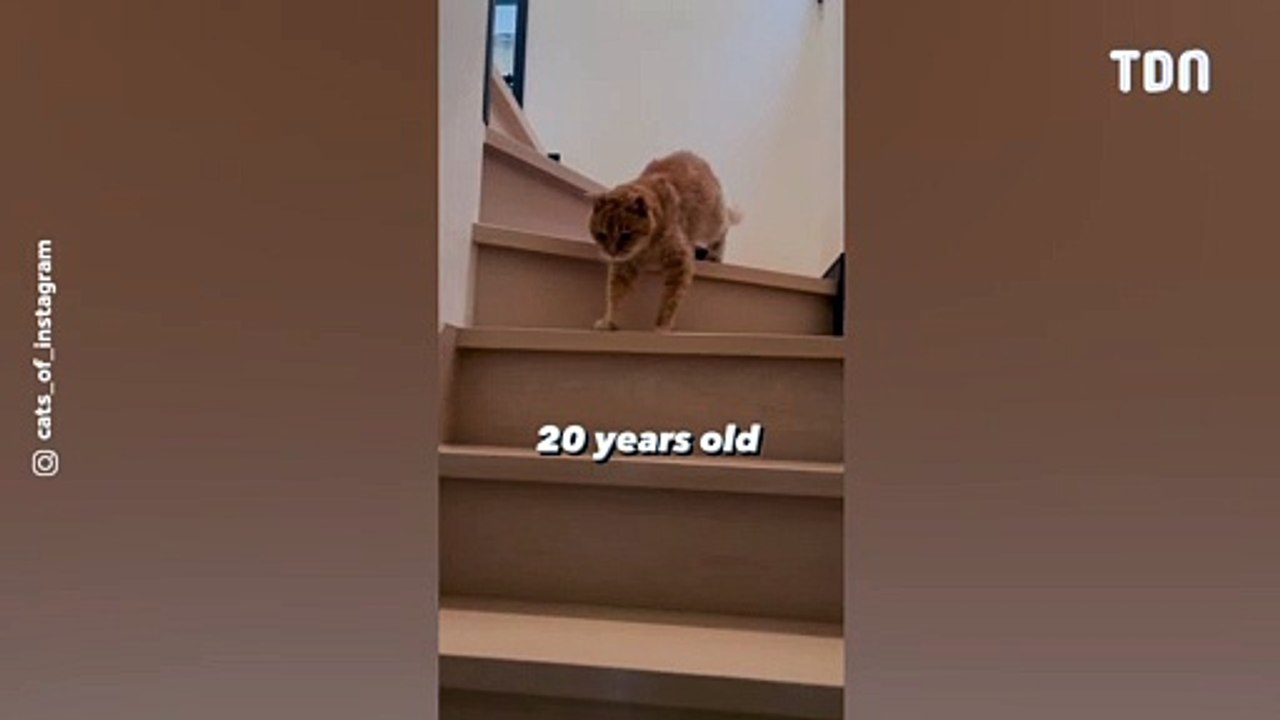 Vous ne devinerez jamais l'âge de ce chat qui descent les escaliers