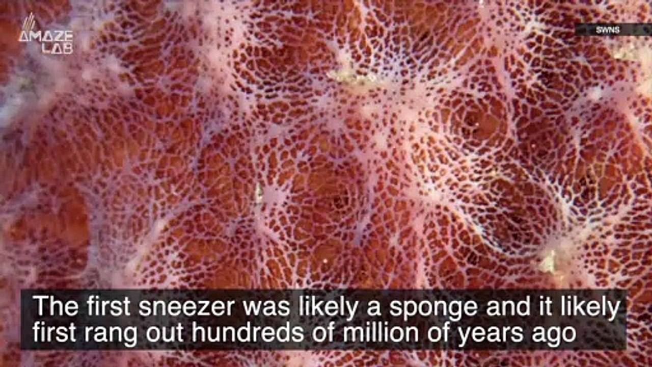 Ancient Sponges Were the First ‘Sneezers’ Hundreds of Millions of Years ...