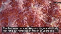 Ancient Sponges Were the First ‘Sneezers’ Hundreds of Millions of Years Ago