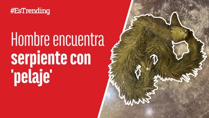 Impresionante: hombre en Tailandia encuentra una serpiente ‘peluda’