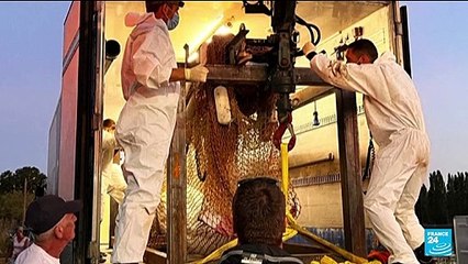 Beluga whale lost in French river euthanized during rescue