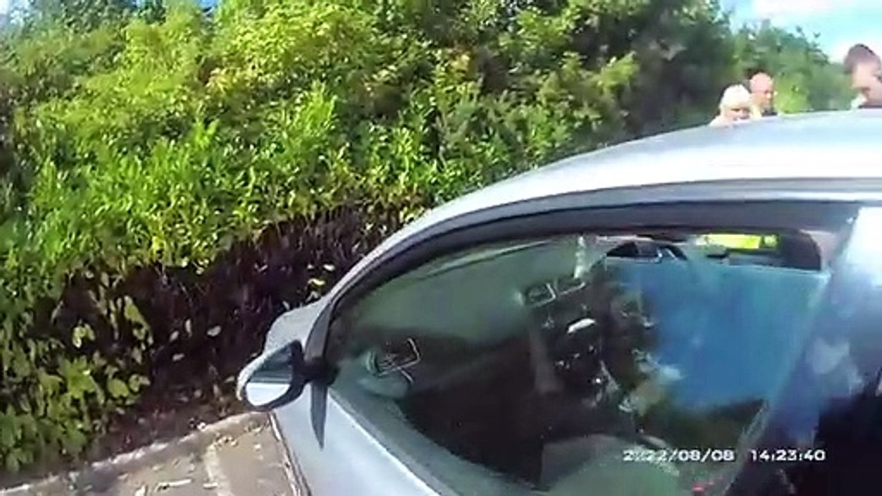Cão num carro