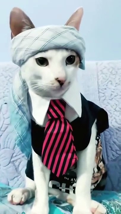 kajal_cat_comedy_video