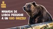 Después de robarle la comida a unos lobos, este oso grizzly fue perseguido hasta un árbol