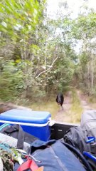 Un casoar se lance à la poursuite d'une jeep... infatigable