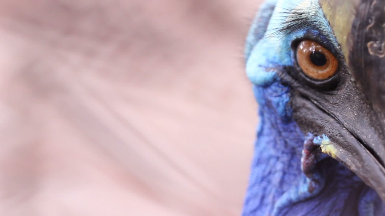 Le casoar, l'oiseau le plus dangereux du monde