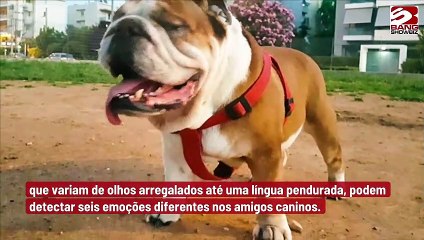 Pesquisa alega que os humanos são capazes de ‘decifrar’ o humor dos cães