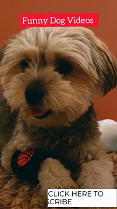 Dog Videos | Funny Dog Videos | Cute Dog Videos | #shorts #animals #dog