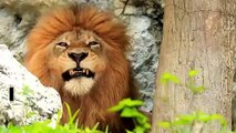Giornata dei leoni: nascono maculati e il loro ruggito si sente per 8 km. 10 curiosità