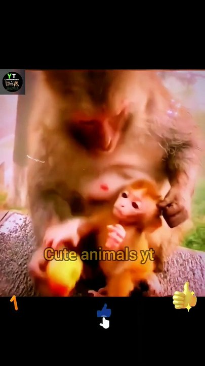 Wow Very Cute Little Monkeys And Mothers Monkey Videos _ Cute Animals Video #shorts #animals #viral