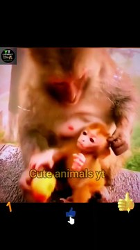 Wow Very Cute Little Monkeys And Mothers Monkey Videos _ Cute Animals Video #shorts #animals #viral
