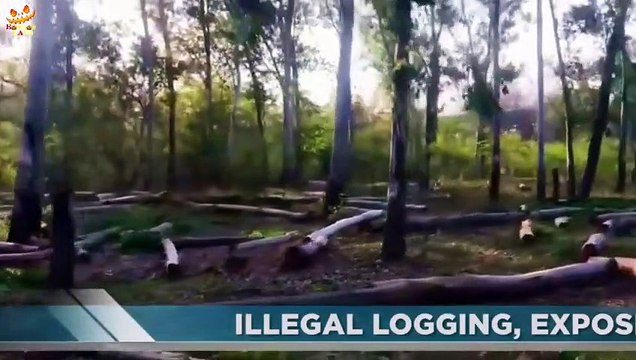 Virgin Forest (2022) Explained in Hindi