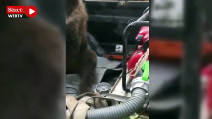 Baygın halde bulunan ayı kurtarıldı