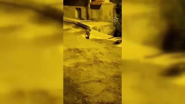 Yerleşim yerine inen tilki kameraya yansıdı