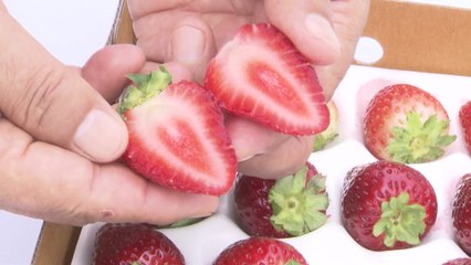 [녹색] 여름에도 새콤달콤...고랭지 여름딸기 인기 / YTN