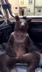 Fazla bal yiyen ayı işte böyle kendinden geçti