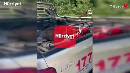 Fazla bal yiyen ayı işte böyle kendinden geçti