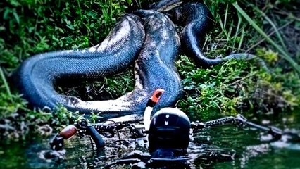 TOP 15 MONSTRUOS ÉPICOS DEL AMAZONAS