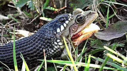 TOP 5 Animales Asesinos Mas Sádicos Del Mundo