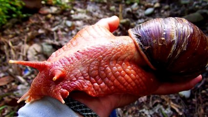 TOP 5 Animales Terriblemente Difíciles de MATAR!