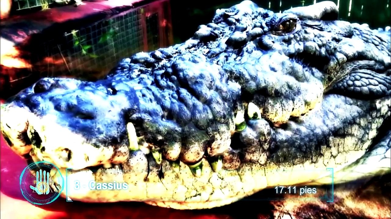 TOP 5 Cocodrilos Más Grandes y Peligrosos Del Mundo