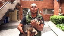 ¿Cómo llegó Ramón Tercero a Dejémonos de Vargas? La historia del perro que enamoró a los colombianos