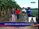 Aragua | Unidad de producción Picapica cuenta con 20 hectáreas de siembra entre cebollín y plátano