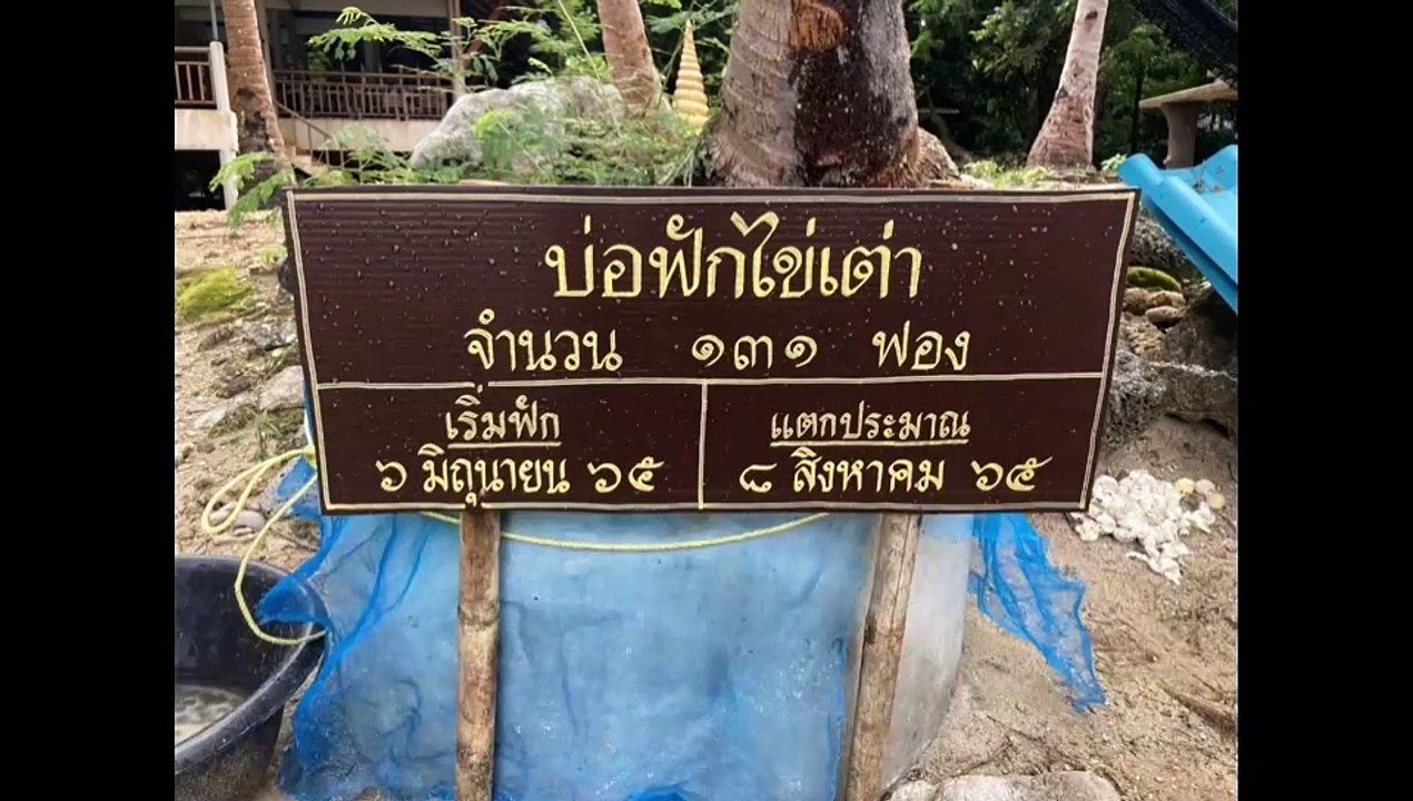 ชุมพร -อุทยานแห่งชาติหมู่เกาะชุมพร ปล่อย"เต่ากร...