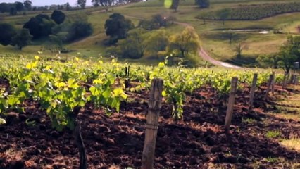 Wine production down 13.5% from last year