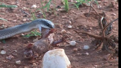 أخطر أنواع الثعابين على وجة الأرض