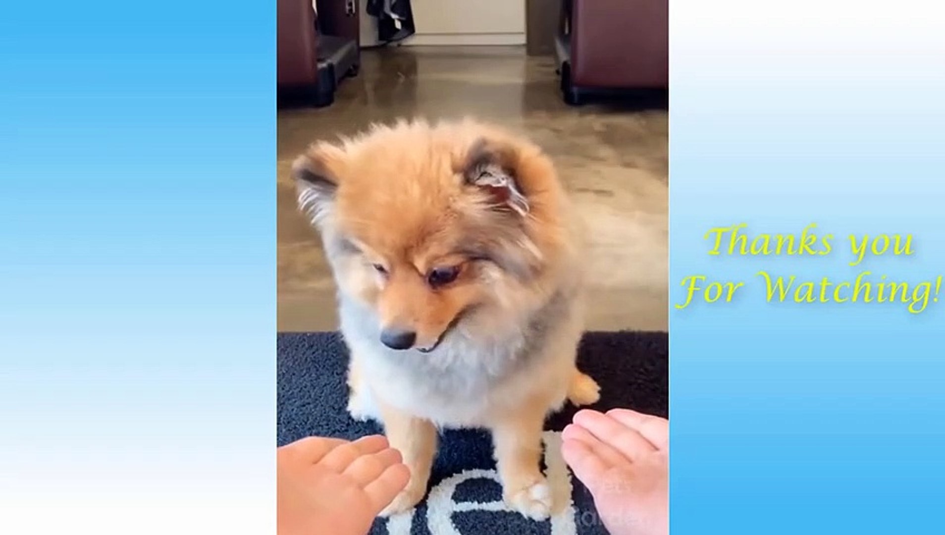 ⁣Cute Pets And Funny Animals Compilation 16 Pets Garden