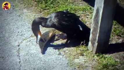 Top 13 Brutal Moments When Birds Swallowed Their Prey In One Gulp