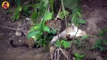 Top 43 Horrific Moments When Jaguars Become Extremely Furious While Hunting