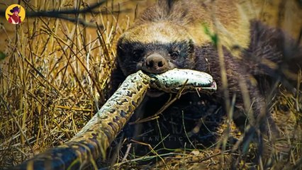 Top 17 Moments When Honey Badgers Show The Competition, Just How Nuts They Are.