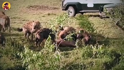 15 Horrific Moments When Predators Attacked In Packs And Tore Up Their Prey