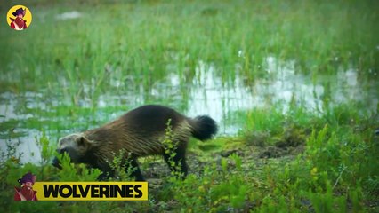 15 Insane Animal Battles Recorded On Camera