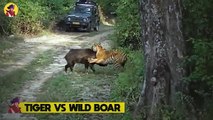 15 Top Worst Cruel Fighting Moments Of Wild Animals