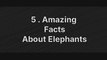 5 Amazing Facts  About Elephants 