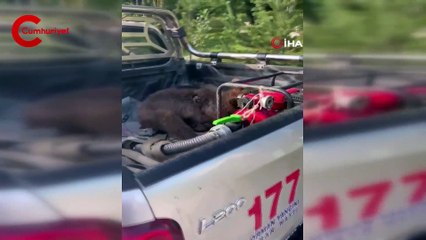 Fazla bal yiyen ayı işte böyle kendinden geçti