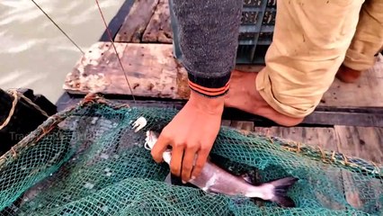 Fishing video । Sundarban । বড় বড় মাছে ভরে গেল ক্যারেট । Catfish । Sundarban fishing