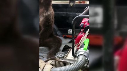 Fazla bal yiyen ayı kendinden geçti