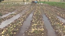Afyon haberi: AFYONKARAHİSAR - Sağanak bazı tarım arazilerine zarar verdi