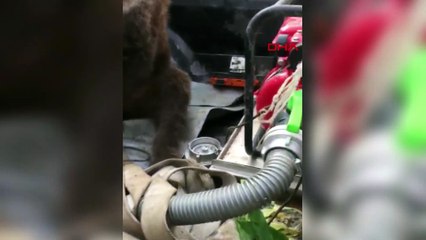Acı balla çarpılan ayı sarhoş oldu! Güldüren anlar kamerada