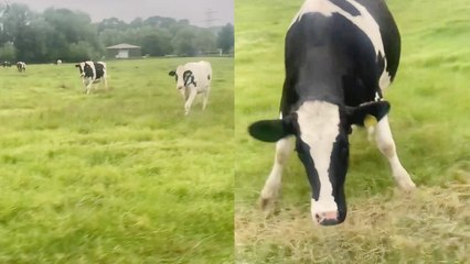 Girl becomes alarmed following unexpected encounter with a herd of cows