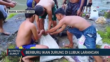 Momen Keseruan Berburu Ikan Jurung di Lubuk Larangan