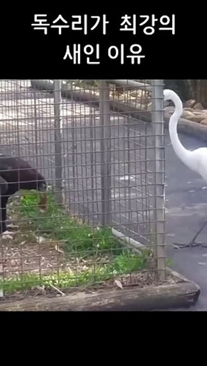 페이커급 반응속도