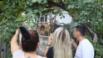 Antalya’da ‘açlıktan köpekler birbirini yedi’ iddiası
