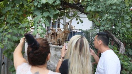 Antalya’da ‘açlıktan köpekler birbirini yedi’ iddiası